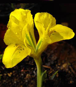 Iris danfordiae